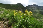 35 Genziana punteggiata (Gentiana punctata) con Zerna e Masoni 